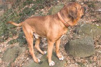 /album/fotogalerie-pro-psy-a-zvirata/krondak-tosa-inu-sumo-jpg1/
